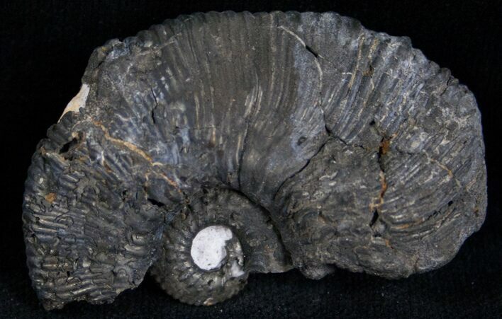 Partial Pyritized Ammonite From Russia - #7298